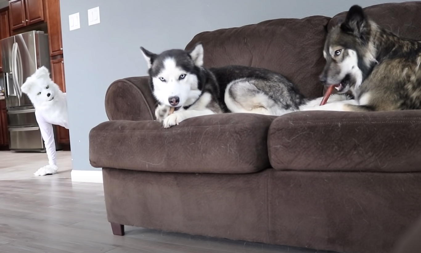 Funny prank on two adorable huskies with wolf mask